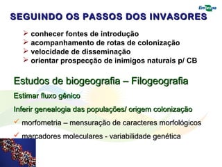 SEGUINDO OS PASSOS DDOOSS IINNVVAASSOORREESS 
 conhecer fontes de introdução 
 acompanhamento de rotas de colonização 
 velocidade de disseminação 
 orientar prospecção de inimigos naturais p/ CB 
EEssttuuddooss ddee bbiiooggeeooggrraaffiiaa –– FFiillooggeeooggrraaffiiaa 
EEssttiimmaarr fflluuxxoo ggêênniiccoo 
IInnffeerriirr ggeenneeaallooggiiaa ddaass ppooppuullaaççõõeess// oorriiggeemm ccoolloonniizzaaççããoo 
 mmoorrffoommeettrriiaa –– mmeennssuurraaççããoo ddee ccaarraacctteerreess mmoorrffoollóóggiiccooss 
 mmaarrccaaddoorreess mmoolleeccuullaarreess -- vvaarriiaabbiilliiddaaddee ggeennééttiiccaa 
 