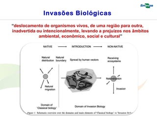 Invasões Biológicas 
“deslocamento de organismos vivos, de uma região para outra, 
inadvertida ou intencionalmente, levando a prejuízos nos âmbitos 
ambiental, econômico, social e cultural” 
 