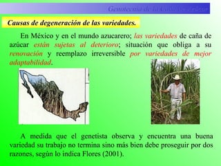 En México y en el mundo azucarero; las variedades de caña de
azúcar están sujetas al deterioro; situación que obliga a su
renovación y reemplazo irreversible por variedades de mejor
adaptabilidad.
Genotecnia de la Caña de AzúcarGenotecnia de la Caña de Azúcar
Causas de degeneración de las variedades.
A medida que el genetista observa y encuentra una buena
variedad su trabajo no termina sino más bien debe proseguir por dos
razones, según lo indica Flores (2001).
 