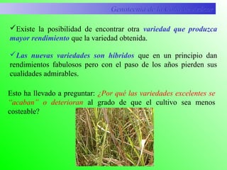 Existe la posibilidad de encontrar otra variedad que produzca
mayor rendimiento que la variedad obtenida.
Las nuevas variedades son híbridos que en un principio dan
rendimientos fabulosos pero con el paso de los años pierden sus
cualidades admirables.
Esto ha llevado a preguntar: ¿Por qué las variedades excelentes se
“acaban” o deterioran al grado de que el cultivo sea menos
costeable?
Genotecnia de la Caña de AzúcarGenotecnia de la Caña de Azúcar
 