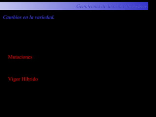 Genotecnia de la Caña de AzúcarGenotecnia de la Caña de Azúcar
Mutaciones que alteran las características deseables de la variedad
en forma negativa.
Cambios en la variedad.
Se deben principalmente a condiciones genéticas, entre los
cambios que pueden ocurrir son:
Vigor Híbrido el cual se da debido a la segregación en el curso del
tiempo de los genes dominantes y recesivos, aún cuando la caña se
propague vegetativamente.
 