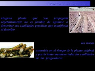 En el caso de la caña de azúcar, los trozos
utilizados en la siembra constituyen una
extensión en el tiempo de la planta original
y por lo tanto mantiene todas las cualidades
de los progenitores, teóricamente no debe
perderlas.
Los encargados de obtener variedades excelentes;
mantienen una teoría en donde se afirma que:
ninguna planta que sea propagada
vegetativamente no es factible de agotarse o
demeritar sus cualidades genéticas que manifiesta
el fenotipo.
Genotecnia de la Caña de AzúcarGenotecnia de la Caña de Azúcar
 