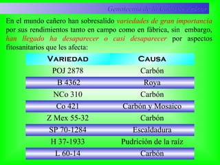 Genotecnia de la Caña de AzúcarGenotecnia de la Caña de Azúcar
Variedad Causa
POJ 2878 Carbón
B 4362 Roya
NCo 310 Carbón
Co 421 Carbón y Mosaico
Z Mex 55-32 Carbón
SP 70-1284 Escaldadura
H 37-1933 Pudrición de la raíz
L 60-14 Carbón
En el mundo cañero han sobresalido variedades de gran importancia
por sus rendimientos tanto en campo como en fábrica, sin embargo,
han llegado ha desaparecer o casi desaparecer por aspectos
fitosanitarios que les afecta:
 