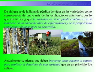 Actualmente se piensa que deben buscarse otras razones o causas
para explicar el deterioro de una variedad que en un principio fue
valiosa.
De ahí que se de la llamada pérdida de vigor en las variedades como
consecuencia de una o más de las explicaciones anteriores, por lo
que afirma King que la variedad en sí no puede cambiar si se le
mantiene en un ambiente libre de enfermedades y se le proporciona
condiciones óptimas para su desarrollo.
Genotecnia de la Caña de AzúcarGenotecnia de la Caña de Azúcar
 