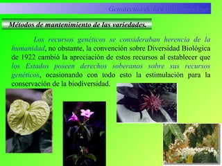 Los recursos genéticos se consideraban herencia de la
humanidad, no obstante, la convención sobre Diversidad Biológica
de 1922 cambió la apreciación de estos recursos al establecer que
los Estados poseen derechos soberanos sobre sus recursos
genéticos, ocasionando con todo esto la estimulación para la
conservación de la biodiversidad.
Genotecnia de la Caña de AzúcarGenotecnia de la Caña de Azúcar
Métodos de mantenimiento de las variedades.
 