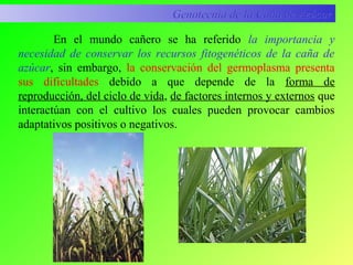 En el mundo cañero se ha referido la importancia y
necesidad de conservar los recursos fitogenéticos de la caña de
azúcar, sin embargo, la conservación del germoplasma presenta
sus dificultades debido a que depende de la forma de
reproducción, del ciclo de vida, de factores internos y externos que
interactúan con el cultivo los cuales pueden provocar cambios
adaptativos positivos o negativos.
Genotecnia de la Caña de AzúcarGenotecnia de la Caña de Azúcar
 