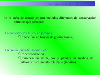En la caña de azúcar existen métodos diferentes de conservación
entre los que destacan:
Genotecnia de la Caña de AzúcarGenotecnia de la Caña de Azúcar
La conservación in situ en jardines:
Colecciones o bancos de germoplasma,
En condiciones de laboratorio:
Crioconservación
Conservación de tejidos y plantas en medios de
cultivo de crecimiento retardado (in vitro).
 