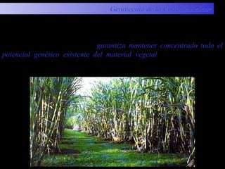 La conservación in situ es la más antigua y común en este cultivo.
Este método de conservación garantiza mantener concentrado todo el
potencial genético existente del material vegetal y al mismo tiempo
brinda la posibilidad de estudiar y conocer las diferentes especies e
híbridos que se encuentran colectados.
Conservación in situ en jardines
Genotecnia de la Caña de AzúcarGenotecnia de la Caña de Azúcar
 