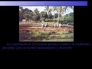 La conservación de los recursos genéticos requiere de condiciones
favorables para su normal mantenimiento y desarrollo, el lugar debe
tener condiciones óptimas para un desarrollo idóneo del cultivo tales
como temperatura, luminosidad, precipitación, etc. Así como atención
sistemática de prácticas culturales, fertilización, riego, sanidad, entre
otros.
Genotecnia de la Caña de AzúcarGenotecnia de la Caña de Azúcar
 