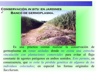 Es una práctica común realizar la conservación de
germoplasma en zonas aisladas donde no exista una estrecha
vinculación con plantaciones comerciales para evitar el flujo
constante de agentes patógenos en ambos sentidos. Esto permite, en
consecuencia, que se evite la pérdida genética de algunos de los
individuos colectados; en especial las formas originales de
Saccharum.
Conservación in situ en jardines
 Banco de germoplasma.
Genotecnia de la Caña de AzúcarGenotecnia de la Caña de Azúcar
 
