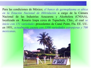 Para las condiciones de México; el banco de germoplasma se ubica
en la Estación Nacional de Hibridación a cargo de la Cámara
Nacional de las Industrias Azucarera y Alcoholera (CNIAA),
localizado en Rosario Izapa cerca de Tapachula, Chis., el cual se
inicio con 151 variedades procedentes de Canal Point, Fla. EE. UU.
en 1951, actualmente cuenta con 1500 variedades extranjeras y 700
mexicanas.
Genotecnia de la Caña de AzúcarGenotecnia de la Caña de Azúcar
 