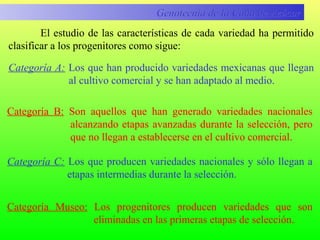 El estudio de las características de cada variedad ha permitido
clasificar a los progenitores como sigue:
Genotecnia de la Caña de AzúcarGenotecnia de la Caña de Azúcar
Categoría A: Los que han producido variedades mexicanas que llegan
al cultivo comercial y se han adaptado al medio.
Categoría B: Son aquellos que han generado variedades nacionales
alcanzando etapas avanzadas durante la selección, pero
que no llegan a establecerse en el cultivo comercial.
Categoría C: Los que producen variedades nacionales y sólo llegan a
etapas intermedias durante la selección.
Categoría Museo: Los progenitores producen variedades que son
eliminadas en las primeras etapas de selección.
 