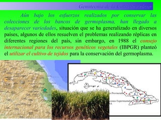 Aún bajo los esfuerzos realizados por conservar las
colecciones de los bancos de germoplasma, han llegado a
desaparecer variedades, situación que se ha generalizado en diversos
países, algunos de ellos resuelven el problemas realizando réplicas en
diferentes regiones del país, sin embargo, en 1988 el consejo
internacional para los recursos genéticos vegetales (IBPGR) planteó
el utilizar el cultivo de tejidos para la conservación del germoplasma.
Genotecnia de la Caña de AzúcarGenotecnia de la Caña de Azúcar
Estaciones Experimentales Provinciales
Bloques Experimentales
Estación de Cuarentena
Sede Central
Estaciones Experimentales Territoriales
GESA
 