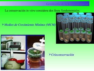 La conservación in vitro considera dos línea fundamentales:
Medios de Crecimiento Mínimo (MCM)
Crioconservación
Genotecnia de la Caña de AzúcarGenotecnia de la Caña de Azúcar
 