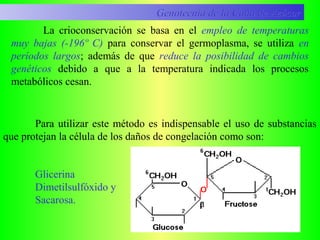 La crioconservación se basa en el empleo de temperaturas
muy bajas (-196º C) para conservar el germoplasma, se utiliza en
períodos largos; además de que reduce la posibilidad de cambios
genéticos debido a que a la temperatura indicada los procesos
metabólicos cesan.
Glicerina
Dimetilsulfóxido y
Sacarosa.
Genotecnia de la Caña de AzúcarGenotecnia de la Caña de Azúcar
Para utilizar este método es indispensable el uso de substancias
que protejan la célula de los daños de congelación como son:
 
