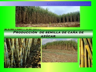 Producción de semilla de caña de
azúcar.
Genotecnia de la Caña de AzúcarGenotecnia de la Caña de Azúcar
 