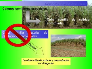 Caña semilla de calidad
controlada.
Campos semilleros especiales.
Caña semilla material de
plantaciones comerciales
La obtención de azúcar y coproductos
en el Ingenio
Destino
Genotecnia de la Caña de AzúcarGenotecnia de la Caña de Azúcar
 