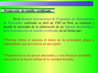En la Reunión Internacional de Programas de Mejoramiento
de Variedades celebrada en abril de 1989 en Perú, se concluyó y
acordó la necesidad de la elaboración de un Manual Metodológico
para la producción de semilla certificada, de tal forma que:
Producción de semilla certificada.
Permita limitar al máximo el efecto de las principales plagas y
enfermedades que prevalecen en una región.
Proporcione en las épocas adecuadas y a una distancia razonable;
unas estacas de buena calidad de la variedad deseable.
Genotecnia de la Caña de AzúcarGenotecnia de la Caña de Azúcar
 