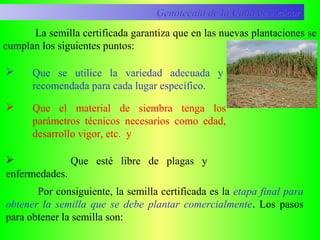 La semilla certificada garantiza que en las nuevas plantaciones se
cumplan los siguientes puntos:
 Que se utilice la variedad adecuada y
recomendada para cada lugar específico.
 Que el material de siembra tenga los
parámetros técnicos necesarios como edad,
desarrollo vigor, etc. y
 Que esté libre de plagas y
enfermedades.
Por consiguiente, la semilla certificada es la etapa final para
obtener la semilla que se debe plantar comercialmente. Los pasos
para obtener la semilla son:
Genotecnia de la Caña de AzúcarGenotecnia de la Caña de Azúcar
 