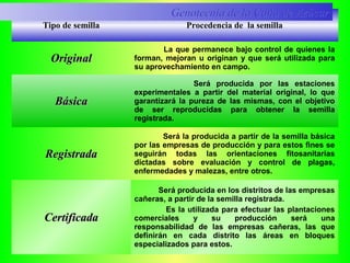 Tipo de semilla Procedencia de la semilla
OriginalOriginal
La que permanece bajo control de quienes la
forman, mejoran u originan y que será utilizada para
su aprovechamiento en campo.
BásicaBásica
Será producida por las estaciones
experimentales a partir del material original, lo que
garantizará la pureza de las mismas, con el objetivo
de ser reproducidas para obtener la semilla
registrada.
RegistradaRegistrada
Será la producida a partir de la semilla básica
por las empresas de producción y para estos fines se
seguirán todas las orientaciones fitosanitarias
dictadas sobre evaluación y control de plagas,
enfermedades y malezas, entre otros.
CertificadaCertificada
Será producida en los distritos de las empresas
cañeras, a partir de la semilla registrada.
Es la utilizada para efectuar las plantaciones
comerciales y su producción será una
responsabilidad de las empresas cañeras, las que
definirán en cada distrito las áreas en bloques
especializados para estos.
Genotecnia de la Caña de AzúcarGenotecnia de la Caña de Azúcar
 