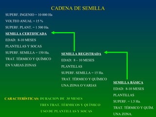 SUPERF. INGENIO = 10 000 Ha
VOLTEO ANUAL = 15 %
SUPERF. PLANT. = 1 500 Ha.
SEMILLA CERTIFICADA
EDAD: 8-10 MESES
PLANTILLAS Y SOCAS
SUPERF. SEMILLA = 150 Ha.
TRAT. TÉRMICO Y QUÍMICO
EN VARIAS ZONAS
SEMILLA REGISTRADA
EDAD: 8 – 10 MESES
PLANTILLAS
SUPERF. SEMILLA = 15 Ha.
TRAT. TÉRMICO Y QUÍMICO
UNA ZONA O VARIAS
SEMILLA BÁSICA
EDAD: 8-10 MESES
PLANTILLAS
SUPERF. = 1.5 Ha.
TRAT. TÉRMICO Y QUÍM.
UNA ZONA.
CADENA DE SEMILLACADENA DE SEMILLA
CARACTERÍSTICAS:CARACTERÍSTICAS: DURACION DE 30 MESESDURACION DE 30 MESES
TRES TRAT. TÉRMICOS Y QUÍMICOTRES TRAT. TÉRMICOS Y QUÍMICO
USO DE PLANTILLAS Y SOCASUSO DE PLANTILLAS Y SOCAS
 