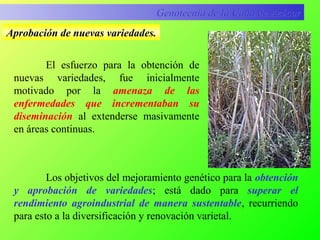 Aprobación de nuevas variedades.
Genotecnia de la Caña de AzúcarGenotecnia de la Caña de Azúcar
Los objetivos del mejoramiento genético para la obtención
y aprobación de variedades; está dado para superar el
rendimiento agroindustrial de manera sustentable, recurriendo
para esto a la diversificación y renovación varietal.
El esfuerzo para la obtención de
nuevas variedades, fue inicialmente
motivado por la amenaza de las
enfermedades que incrementaban su
diseminación al extenderse masivamente
en áreas continuas.
 