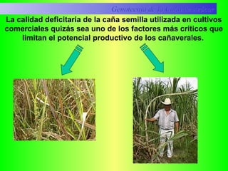 La calidad deficitaria de la caña semilla utilizada en cultivos
comerciales quizás sea uno de los factores más críticos que
limitan el potencial productivo de los cañaverales.
Genotecnia de la Caña de AzúcarGenotecnia de la Caña de Azúcar
 