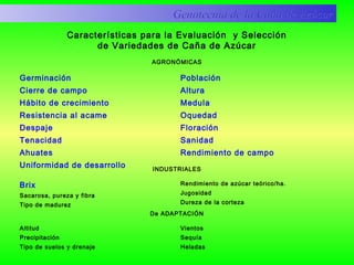 Características para la Evaluación y Selección
de Variedades de Caña de Azúcar
AGRONÓMICAS
Germinación
Cierre de campo
Hábito de crecimiento
Resistencia al acame
Despaje
Tenacidad
Ahuates
Uniformidad de desarrollo
Población
Altura
Medula
Oquedad
Floración
Sanidad
Rendimiento de campo
INDUSTRIALES
Brix
Sacarosa, pureza y fibra
Tipo de madurez
Rendimiento de azúcar teórico/ha.
Jugosidad
Dureza de la corteza
De ADAPTACIÓN
Altitud
Precipitación
Tipo de suelos y drenaje
Vientos
Sequía
Heladas
Genotecnia de la Caña de AzúcarGenotecnia de la Caña de Azúcar
 