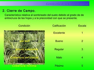 Condición Calificación Escala
Cobertura completa
Cobertura suficiente
Cobertura aceptable
Cobertura deficiente
Cobertura mínima
Excelente
Bueno
Regular
Malo
Pésimo
1
2
3
4
5
Genotecnia de la Caña de AzúcarGenotecnia de la Caña de Azúcar
2. Cierre de Campo.
Característica relativa al sombreado del suelo debido al grado de de
entrecruce de las hojas y a la precocidad con que se presente.
 