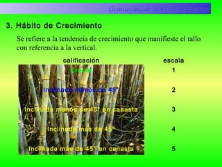 3. Hábito de Crecimiento
calificación escala
Erecta
Inclinada menos de 45°
Inclinada menos de 45° en canasta
Inclinada más de 45°
Inclinada más de 45° en canasta
1
2
3
4
5
Genotecnia de la Caña de AzúcarGenotecnia de la Caña de Azúcar
Se refiere a la tendencia de crecimiento que manifieste el tallo
con referencia a la vertical.
 
