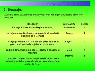 Condición calificación Escala
La hoja se cae sola (despaje natural)
La hoja se cae fácilmente al pasarle el machete
o jalarla con la mano
La hoja presenta cierta dificultad para caerse al
pasarle el machete o jalarla con la mano
La hoja difícilmente se cae al jalarla o pasarle el
machete
La vaina completa o su mayor parte permanece
adherida al tallo, después de pasarle el machete
o jalar la hoja.
Excelente
Bueno
Regular
Malo
Pésimo
1
2
3
4
5
Genotecnia de la Caña de AzúcarGenotecnia de la Caña de Azúcar
5. Despaje.
Consiste en la caída de las hojas viejas y es de importancia para el corte y
cosecha.
 
