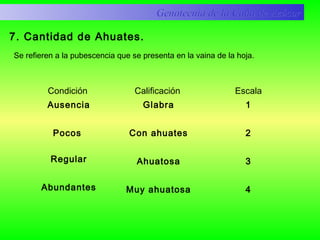 Condición Calificación Escala
Ausencia
Pocos
Regular
Abundantes
Glabra
Con ahuates
Ahuatosa
Muy ahuatosa
1
2
3
4
Genotecnia de la Caña de AzúcarGenotecnia de la Caña de Azúcar
7. Cantidad de Ahuates.
Se refieren a la pubescencia que se presenta en la vaina de la hoja.
 