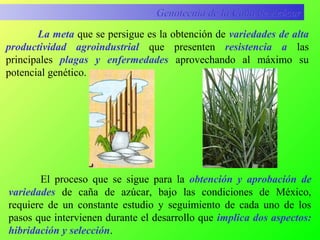 Genotecnia de la Caña de AzúcarGenotecnia de la Caña de Azúcar
El proceso que se sigue para la obtención y aprobación de
variedades de caña de azúcar, bajo las condiciones de México,
requiere de un constante estudio y seguimiento de cada uno de los
pasos que intervienen durante el desarrollo que implica dos aspectos:
hibridación y selección.
La meta que se persigue es la obtención de variedades de alta
productividad agroindustrial que presenten resistencia a las
principales plagas y enfermedades aprovechando al máximo su
potencial genético.
 