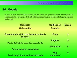 10. Médula.
Condición Calificación Escala
Caña sólida
Presencia de tejido corchoso en el tercio
superior
Parte del tejido superior acorchado
Tercio superior acorchado
Tercio superior y medio acorchado
Ausente
Poca
Regular
Abundante
Muy
abundante
1
2
3
4
5
Genotecnia de la Caña de AzúcarGenotecnia de la Caña de Azúcar
Es una forma de deterioro interno de los tallos, se presenta como una especie de
acorchamiento o presencia de tejido libre de azúcar que se inicia desde la parte superior
hacia abajo.
 