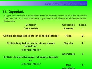11. Oquedad.
Condición Calificación Escala
Caña sólida
Orificio longitudinal ligero en el tercio inferior
Orificio longitudinal menor de un popote
delgado en
el tercio inferior
Orificio de diámetro mayor al popote delgado
en
el tercio inferior
Ausente
Poca
Regular
Abundante
Muy
abundante
1
2
3
4
5
Genotecnia de la Caña de AzúcarGenotecnia de la Caña de Azúcar
Al igual que la médula la oquedad una forma de deterioro interno de los tallos, se presenta
como una especie de ahuecamiento en la parte central del tallo que se inicia desde la base
hacia arriba.
 