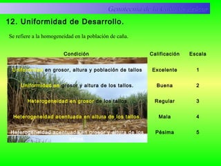12. Uniformidad de Desarrollo.
Condición Calificación Escala
Uniformidad en grosor, altura y población de tallos
Uniformidad en grosor y altura de los tallos.
Heterogeneidad en grosor de los tallos
Heterogeneidad acentuada en altura de los tallos.
Heterogeneidad acentuada en grosor y altura de los
tallos.
Excelente
Buena
Regular
Mala
Pésima
1
2
3
4
5
Genotecnia de la Caña de AzúcarGenotecnia de la Caña de Azúcar
Se refiere a la homogeneidad en la población de caña.
 