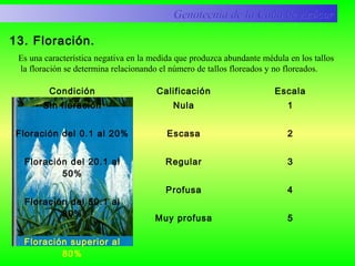 13. Floración.
Condición Calificación Escala
Sin floración
Floración del 0.1 al 20%
Floración del 20.1 al
50%
Floración del 50.1 al
80%
Floración superior al
80%
Nula
Escasa
Regular
Profusa
Muy profusa
1
2
3
4
5
Genotecnia de la Caña de AzúcarGenotecnia de la Caña de Azúcar
Es una característica negativa en la medida que produzca abundante médula en los tallos
la floración se determina relacionando el número de tallos floreados y no floreados.
 