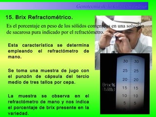 15. Brix Refractométrico.
Esta característica se determina
empleando el refractómetro de
mano.
Se toma una muestra de jugo con
el punzón de cápsula del tercio
medio de tres tallos por cepa.
La muestra se observa en el
refractómetro de mano y nos indica
el porcentaje de brix presente en la
variedad.
Genotecnia de la Caña de AzúcarGenotecnia de la Caña de Azúcar
Es el porcentaje en peso de los sólidos contenidos en una solución
de sacarosa pura indicado por el refractómetro.
 