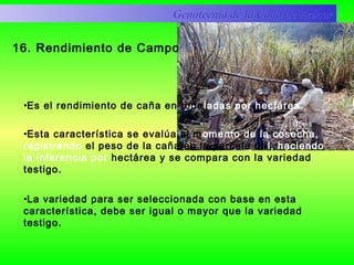 16. Rendimiento de Campo
Genotecnia de la Caña de AzúcarGenotecnia de la Caña de Azúcar
•Es el rendimiento de caña en toneladas por hectárea.
•Esta característica se evalúa al momento de la cosecha,
registrando el peso de la caña en la parcela útil, haciendo
la inferencia por hectárea y se compara con la variedad
testigo.
•La variedad para ser seleccionada con base en esta
característica, debe ser igual o mayor que la variedad
testigo.
 