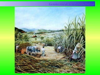 Genotecnia de la Caña de AzúcarGenotecnia de la Caña de Azúcar
 