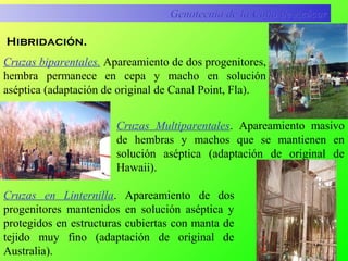 Genotecnia de la Caña de AzúcarGenotecnia de la Caña de Azúcar
Cruzas Multiparentales. Apareamiento masivo
de hembras y machos que se mantienen en
solución aséptica (adaptación de original de
Hawaii).
Cruzas biparentales. Apareamiento de dos progenitores,
hembra permanece en cepa y macho en solución
aséptica (adaptación de original de Canal Point, Fla).
Hibridación.
Cruzas en Linternilla. Apareamiento de dos
progenitores mantenidos en solución aséptica y
protegidos en estructuras cubiertas con manta de
tejido muy fino (adaptación de original de
Australia).
 