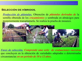 Genotecnia de la Caña de AzúcarGenotecnia de la Caña de Azúcar
Producción de plántulas. Obtención de plántulas derivadas de la
semilla obtenida de los cruzamientos y sembrada en almácigos para
posteriormente transplantarla. Se realiza la prueba de mosaico.
Selección de híbridos.
Fases de selección. Comprende una serie de evaluaciones sucesivas
que concluyen en la obtención de variedades adaptadas a determinadas
circunstancias en un período de 10 a 12 años.
 