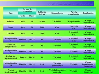 Genotecnia de la Caña de AzúcarGenotecnia de la Caña de Azúcar
Fase
Período de
evaluación Población
teórica
Nomenclatura
Parcela
experimental
Localización
Ciclo Meses
Plántula Soca 18 10,000 Híbrido 1 cepac/90 cm
Campo
Experimental
Surco Soca 24 2,000 Clon
1 surco de
3 m.
Campo
Experimental
Parcela Soca 24 400 Clon
3 surcos de
5 m.
Campo
Experimental
Multiplicación
I
Plantilla 10 a 12 80 Variedad
4 surcos de
25 m.
Campo
Experimental
Prueba de
adaptabilidad
Soca 24 80 Variedad
3 surcos de
10 m.
Campo
Experimental
Multiplicación
II
Plantilla 10 a 12 16 Variedad Variable
Campo
Experimental
Evaluación
Agroindustrial
Resoca 38 a 42 16 Variedad
6 surcos de
12 m.
Campo
Experimental
Multiplicación
III
Plantilla 10 a 12 1 a 4
Variedad
prometedora
Variable
Campo
Experimental y
Comercial
Prueba
Semicomercial
Plantilla 10 a 12 1 a 4
Variedad prospecto
comercial
Variable
Campo
Comercial
 