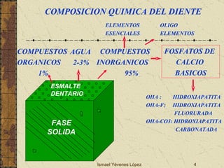 Ismael Yévenes López FASE SOLIDA ESMALTE DENTARIO COMPUESTOS ORGANICOS 1% AGUA 2-3% COMPUESTOS INORGANICOS 95% FOSFATOS DE CALCIO  BASICOS OHA :  HIDROXIAPATITA OHA-F:  HIDROXIAPATITA   FLUORURADA OHA-CO3: HIDROXIAPATITA   CARBONATADA ELEMENTOS ESENCIALES OLIGO ELEMENTOS COMPOSICION QUIMICA DEL DIENTE 