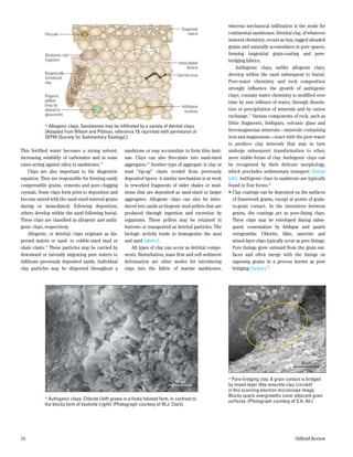 whereas mechanical infiltration is the mode for
                                                                                       Dispersed
            Floccule                                                                      matrix            continental sandstones. Detrital clay, of whatever
                                                                                                            mineral chemistry, occurs as tiny, ragged abraded
                                                                                                            grains and naturally accumulates in pore spaces,
            Mudstone rock                                                                                   forming tangential grain-coating and pore-
            fragment                                                                                        bridging fabrics.
                                                                                     Intercalated
                                                                                           lamina                Authigenic clays, unlike allogenic clays,
            Biogenically                                                            Detrital mica           develop within the sand subsequent to burial.
            introduced
            clay                                                                                            Pore-water chemistry and rock composition
                                                                                                            strongly influence the growth of authigenic
            Biogenic                                                                                        clays; connate water chemistry is modified over
            pellets                                                                                         time by new influxes of water, through dissolu-
            (may be                                                                    Infiltraton
            altered to                                                                   residues           tion or precipitation of minerals and by cation
            glauconite)                                                                                     exchange.21 Various components of rock, such as
            > Allogenic clays. Sandstones may be infiltrated by a variety of detrital clays.                lithic fragments, feldspars, volcanic glass and
            [Adapted from Wilson and Pittman, reference 19; reprinted with permission of                    ferromagnesian minerals—minerals containing
            SEPM (Society for Sedimentary Geology).]                                                        iron and magnesium—react with the pore water
                                                                                                            to produce clay minerals that may in turn
This fortified water becomes a strong solvent,         sandstone or may accumulate to form thin lami-       undergo subsequent transformation to other,
increasing solubility of carbonates and in some        nae. Clays can also flocculate into sand-sized       more stable forms of clay. Authigenic clays can
cases acting against silica in sandstones.18           aggregates.20 Another type of aggregate is clay or   be recognized by their delicate morphology,
    Clays are also important to the diagenetic         mud “rip-up” clasts eroded from previously           which precludes sedimentary transport (below
equation. They are responsible for forming easily      deposited layers. A similar mechanism is at work     left). Authigenic clays in sandstone are typically
compressible grains, cements and pore-clogging         in reworked fragments of older shales or mud-        found in four forms:22
crystals. Some clays form prior to deposition and      stone that are deposited as sand-sized or larger     •	Clay coatings can be deposited on the surfaces
become mixed with the sand-sized mineral grains        aggregates. Allogenic clays can also be intro-          of framework grains, except at points of grain-
during or immediately following deposition;            duced into sands as biogenic mud pellets that are       to-grain contact. In the interstices between
others develop within the sand following burial.       produced through ingestion and excretion by             grains, the coatings act as pore-lining clays.
These clays are classified as allogenic and authi-     organisms. These pellets may be retained in             These clays may be enveloped during subse-
genic clays, respectively.                             burrows or transported as detrital particles. The       quent cementation by feldspar and quartz
    Allogenic, or detrital, clays originate as dis-    biologic activity tends to homogenize the mud           overgrowths. Chlorite, illite, smectite and
persed matrix or sand- to cobble-sized mud or          and sand (above).                                       mixed-layer clays typically occur as pore linings.
shale clasts.19 These particles may be carried by          All types of clay can occur as detrital compo-      Pore linings grow outward from the grain sur-
downward or laterally migrating pore waters to         nents. Bioturbation, mass flow and soft-sediment        faces and often merge with the linings on
infiltrate previously deposited sands. Individual      deformation are other modes for introducing             opposing grains in a process known as pore
clay particles may be dispersed throughout a           clays into the fabric of marine sandstones,             bridging (below).23




                                            Matt—Figure 01




                                                                                                                                                   20 µm


                                                                                                            > Pore-bridging clay. A grain contact is bridged
                                                                                   10 µm
                                                                                                            by mixed-layer illite-smectite clay (circled )
                                                                                                            in this scanning electron microscope image.
            > Authigenic clays. Chlorite (left) grows in a finely foliated form, in contrast to             Blocky quartz overgrowths cover adjacent grain
                                                                                                            surfaces. (Photograph courtesy of S.A. Ali.)
            the blocky form of kaolinite (right). (Photograph courtesy of W.J. Clark).




18                                                                                                                                              Oilfield Review
 