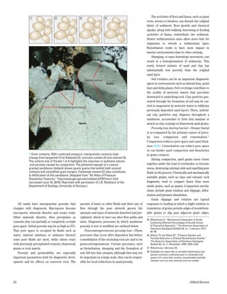 1                   2                     3                     4                             The activities of flora and fauna, such as plant
                                                                                                       roots, worms or bivalves, can disturb the original
                                                                                                       fabric of sediment. Root growth and chemical
                                                                                                       uptake, along with walking, burrowing or feeding
                                                                                                       activities of fauna, redistribute the sediment.
                                                                                                       Slower sedimentation rates allow more time for
                                                                                                       organisms to rework a sedimentary layer.
                                                                                                       Bioturbation tends to have more impact in
                                                                   Quartz                              marine environments than in other settings.
                                                                                                           Slumping, or mass downslope movement, can
                                                                                                       result in a homogenization of sediments. This
                                                                                                       newly formed mixture of sand and clay has
                                              C                                                        substantially less porosity than the original
                                                                                                       sand layer.
                                                           Sutured contact                                 Soil creation can be an important diagenetic
                                                                             Quartz                    agent in environments such as alluvial fans, point
                                                                                                       bars and delta plains. Soil coverings contribute to
                                                                                                       the acidity of meteoric waters that percolate
                                                                                                       downward to underlying rock. Clay particles gen-
                                                                                                       erated through the formation of soil may be car-
                                     Unmodified grain margin
                                                                                                       ried in suspension by meteoric water to infiltrate
                                                                                                       previously deposited sand layers. There, individ-
                                                                                                       ual clay particles may disperse throughout a
                                                                                                       sandstone, accumulate to form thin laminae or
                                                      Quartz                                           attach as clay coatings on framework sand grains.
                                                                                                           Porosity loss during burial—Deeper burial
                                                                                                       is accompanied by the primary causes of poros-
                                                                                                       ity loss: compaction and cementation.25
                                                                                                       Compaction reduces pore space and sand thick-
                                                                                                       ness (left). Cementation can reduce pore space
                                                                                                       or can hinder sand compaction and dissolution
            > Grain contacts. With continued pressure, intergranular contacts (top)                    at grain contacts.
            change from tangential (1) to flattened (2), concavo-convex (3) and sutured (4).
                                                                                                           During compaction, sand grains move closer
            The uniform size of Panels 1 to 4 highlights the reduction in sediment volume
             and porosity caused by compaction. The photomicrograph of a coarse-                       together under the load of overburden or tectonic
            grained sandstone (bottom) shows quartz grains that exhibit both sutured                   stress, destroying existing voids and expelling pore
            contacts and unmodified grain margins. Carbonate cement (C) also contributes               fluids in the process. Chemically and mechanically
            to lithification of this sandstone. [Adapted from “An Atlas of Pressure
                                                                                                       unstable grains, such as clays and volcanic rock
            Dissolution Features,” http://www.gly.uga.edu/railsback/PDFintro1.html
            (accessed June 16, 2010). Reprinted with permission of L.B. Railsback of the               fragments, tend to compact faster than more
            Department of Geology, University of Georgia.]                                             stable grains, such as quartz. Compaction mecha-
                                                                                                       nisms include grain rotation and slippage, defor-
                                                                                                       mation and pressure dissolution.
                                                                                                           Grain slippage and rotation are typical
   All sands have intergranular porosity that amount of water or other fluids and their rate of        responses to loading in which a slight rotation or
changes with diagenesis: Macropores become flow through the pore network govern the                    translation of grains permits edges of nondeform-
micropores; minerals dissolve and create voids. amounts and types of minerals dissolved and pre-       able grains to slip past adjacent grain edges,
Other minerals dissolve, then precipitate as cipitated, which in turn can alter flow paths and
                                                                                                       25.	Rittenhouse G: “Mechanical Compaction of Sands
cements that can partially or completely occlude rates. Diagenetic processes by which sandstone            Containing Different Percentages of Ductile Grains:
pore space. Initial porosity may be as high as 55%. porosity is lost or modified are outlined below.       A Theoretical Approach,” The American Association of
                                                                                                           Petroleum Geologists Bulletin 55, no. 1 (January 1971):
That pore space is occupied by fluids Matt—Figure Penecontemporaneous porosity loss—Those
                                           such as     04A                                                 92–96.
water, mineral solutions or mixtures thereof; processes that occur after deposition but before         26.	Wilson TV and Sibley DF: “Pressure Solution and
                                                                                                           Porosity Reduction in Shallow Buried Quartz Arenite,”
some pore fluids are inert, while others react consolidation of the enclosing rock are said to be          The American Association of Petroleum Geologists
with previously precipitated cements, framework penecontemporaneous. Certain processes, such               Bulletin 62, no. 11 (November 1978): 2329–2334.
grains or rock matrix.                              as bioturbation, slumping and the formation of     27.	Rittenhouse, reference 25.
                                                                                                       28.	Stylolites are wave-like or serrated interlocking com-
   Porosity and permeability are especially soil, fall into this category; although they may not           paction surfaces commonly seen in carbonate and
important parameters both for diagenetic devel- be important on a large scale, they can be respon-         quartz-rich rocks that contain concentrated insoluble
                                                                                                           residues such as clay minerals and iron oxides.
opment and its effects on reservoir rock. The sible for local reductions in sand porosity.




20                                                                                                                                              Oilfield Review
 
