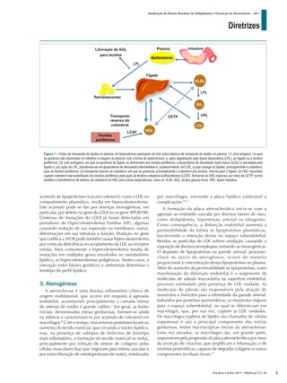 Diretrizes
Atualização da Diretriz Brasileira de Dislipidemias e Prevenção da Aterosclerose – 2017
Arq Bras Cardiol 2017; 109(2Supl.1):1-76
acúmulo de lipoproteínas ricas em colesterol, como a LDL no
compartimento plasmático, resulta em hipercolesterolemia.
Este acúmulo pode se dar por doenças monogênicas, em
particular, por defeito no gene do LDLR ou no gene APOB100.
Centenas de mutações do LDLR já foram detectadas em
portadores de Hipercolesterolemia Familiar (HF), algumas
causando redução de sua expressão na membrana, outras,
deformações em sua estrutura e função. Mutação no gene
que codifica a APOB pode também causar hipercolesterolemia
por conta da deficiência no acoplamento da LDL ao receptor
celular. Mais comumente a hipercolesterolemia resulta de
mutações em múltiplos genes envolvidos no metabolismo
lipídico, as hipercolesterolemias poligênicas. Nestes casos, a
interação entre fatores genéticos e ambientais determina o
fenótipo do perfil lipídico.
3. Aterogênese
A aterosclerose é uma doença inflamatória crônica de
origem multifatorial, que ocorre em resposta à agressão
endotelial, acometendo principalmente a camada íntima
de artérias de médio e grande calibre.7
Em geral, as lesões
iniciais, denominadas estrias gordurosas, formam-se ainda
na infância e caracterizam-se por acúmulo de colesterol em
macrófagos.8
Com o tempo, mecanismos protetores levam ao
aumento do tecido matricial, que circunda o núcleo lipídico,
mas, na presença de subtipos de linfócitos de fenótipo
mais inflamatório, a formação do tecido matricial se reduz,
principalmente por inibição de síntese de colágeno pelas
células musculares lisas que migraram para íntima vascular e
por maior liberação de metaloproteases de matriz, sintetizadas
por macrófagos, tornando a placa lipídica vulnerável a
complicações.9-11
A formação da placa aterosclerótica inicia-se com a
agressão ao endotélio vascular por diversos fatores de risco,
como dislipidemia, hipertensão arterial ou tabagismo.
Como consequência, a disfunção endotelial aumenta a
permeabilidade da íntima às lipoproteínas plasmáticas,
favorecendo a retenção destas no espaço subendotelial.
Retidas, as partículas de LDL sofrem oxidação, causando a
exposição de diversos neoepítopos, tornando-as imunogênicas.
O depósito de lipoproteínas na parede arterial, processo-
chave no início da aterogênese, ocorre de maneira
proporcional à concentração destas lipoproteínas no plasma.
Além do aumento da permeabilidade às lipoproteínas, outra
manifestação da disfunção endotelial é o surgimento de
moléculas de adesão leucocitária na superfície endotelial,
processo estimulado pela presença de LDL oxidada. As
moléculas de adesão são responsáveis pela atração de
monócitos e linfócitos para a intimidade da parede arterial.
Induzidos por proteínas quimiotáticas, os monócitos migram
para o espaço subendotelial, no qual se diferenciam em
macrófagos, que, por sua vez, captam as LDL oxidadas.
Os macrófagos repletos de lípides são chamados de células
espumosas e são o principal componente das estrias
gordurosas, lesões macroscópicas iniciais da aterosclerose.
Uma vez ativados, os macrófagos são, em grande parte,
responsáveis pela progressão da placa aterosclerótica por meio
da secreção de citocinas, que amplificam a inflamação, e de
enzimas proteolíticas, capazes de degradar colágeno e outros
componentes teciduais locais.12
Figura 1 – Ciclos de transporte de lípides no plasma. As lipoproteínas participam de três ciclos básicos de transporte de lípides no plasma: (1) ciclo exógeno, no qual
as gorduras são absorvidas no intestino e chegam ao plasma, sob a forma de quilomícrons, e, após degradação pela lipase lipoproteica (LPL), ao fígado ou a tecidos
periféricos; (2) ciclo endógeno, em que as gorduras do fígado se direcionam aos tecidos periféricos; a lipoproteína de densidade muito baixa (VLDL) é secretada pelo
fígado e, por ação da LPL, transforma-se em lipoproteína de densidade intermediária e, posteriormente, em LDL, a qual carrega os lípides, principalmente o colesterol,
para os tecidos periféricos; (3) transporte reverso do colesterol, em que as gorduras, principalmente o colesterol dos tecidos, retorna para o fígado; as HDL nascentes
captam colesterol não esterificado dos tecidos periféricos pela ação da lecitina-colesterol aciltransferase (LCAT), formando as HDL maduras; por meio da CETP, ocorre
também a transferência de ésteres de colesterol da HDL para outras lipoproteínas, como as VLDL. AGL: ácidos graxos livres; HPL: lipase hepática.
3
 