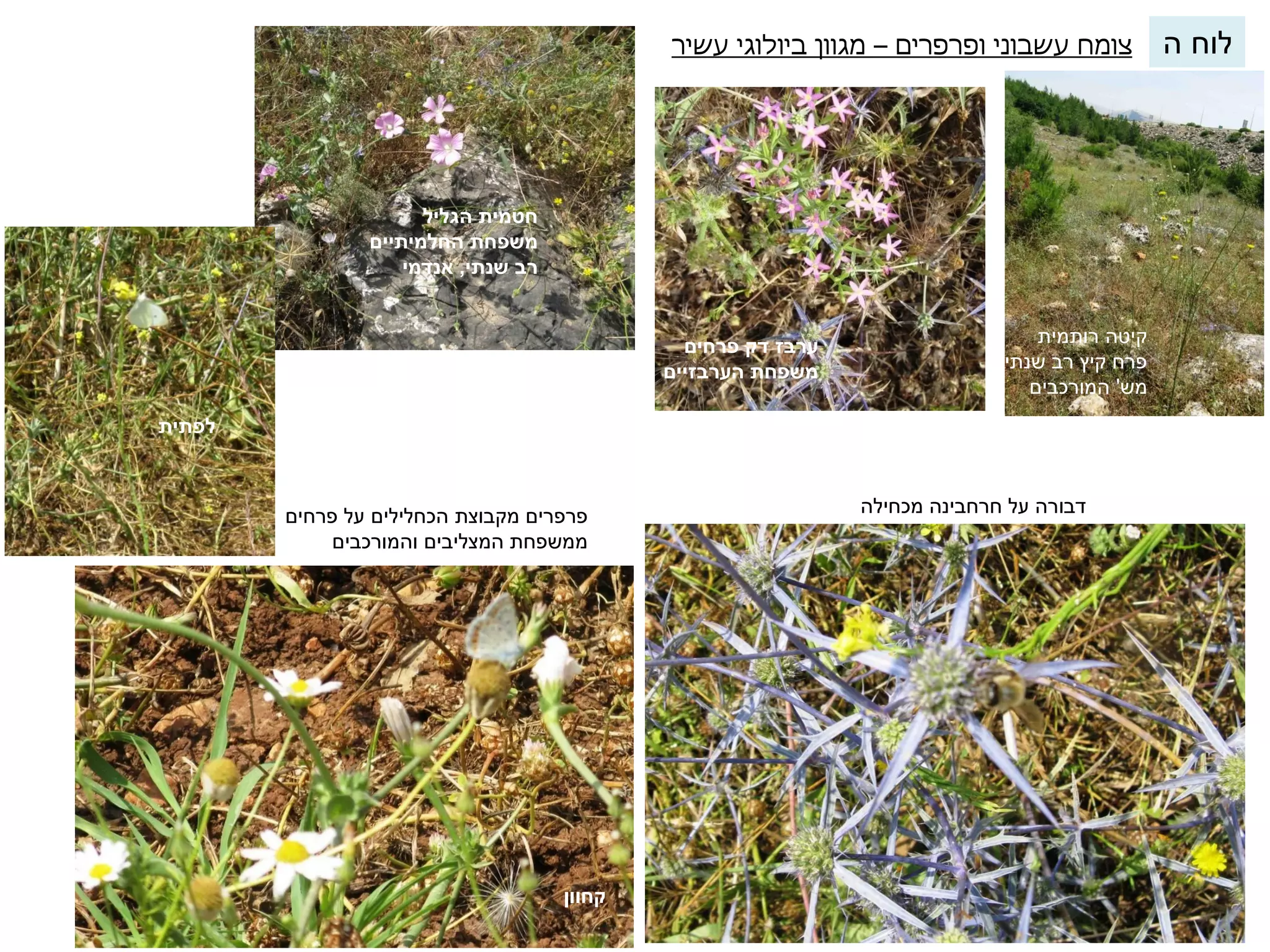 צומח עשבוני ופרפרים – מגוון ביולוגי עשיר 
קיטה רותמית 
פרח קיץ רב שנתי 
מש' המורכבים 
, 
דבורה על חרחבינה מכחילה 
פרפרים מקבוצת הכחלילים על פרחים 
ממשפחת המצליבים והמורכבים 
לוח ה 
 