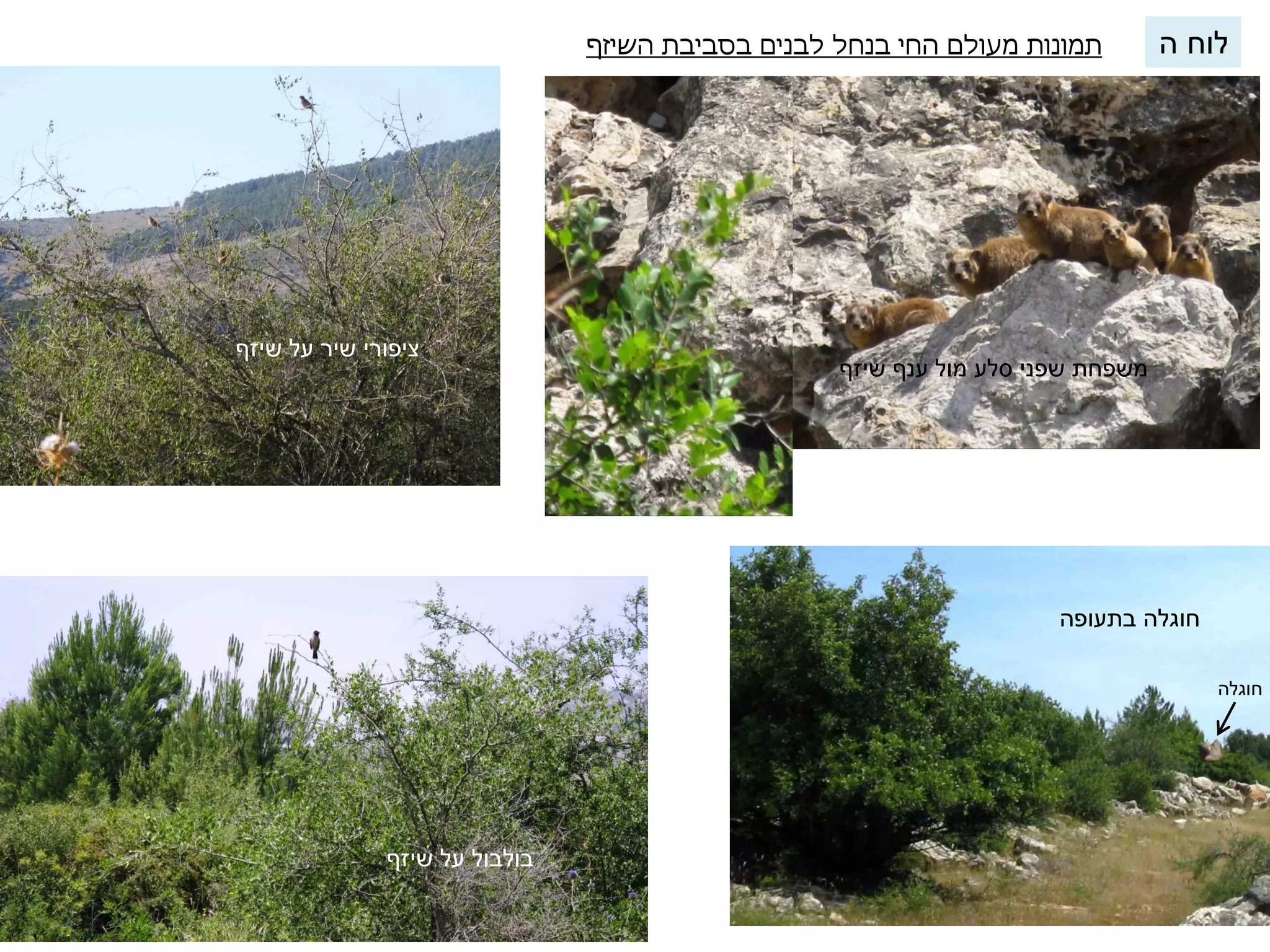 תמונות מעולם החי בנחל לבנים בסביבת השיזף 
משפחת שפני סלע מול ענף שיזף 
ציפורי שיר על שיזף 
בולבול על שיזף 
חוגלה 
חוגלה בתעופה 
לוח ה 
 