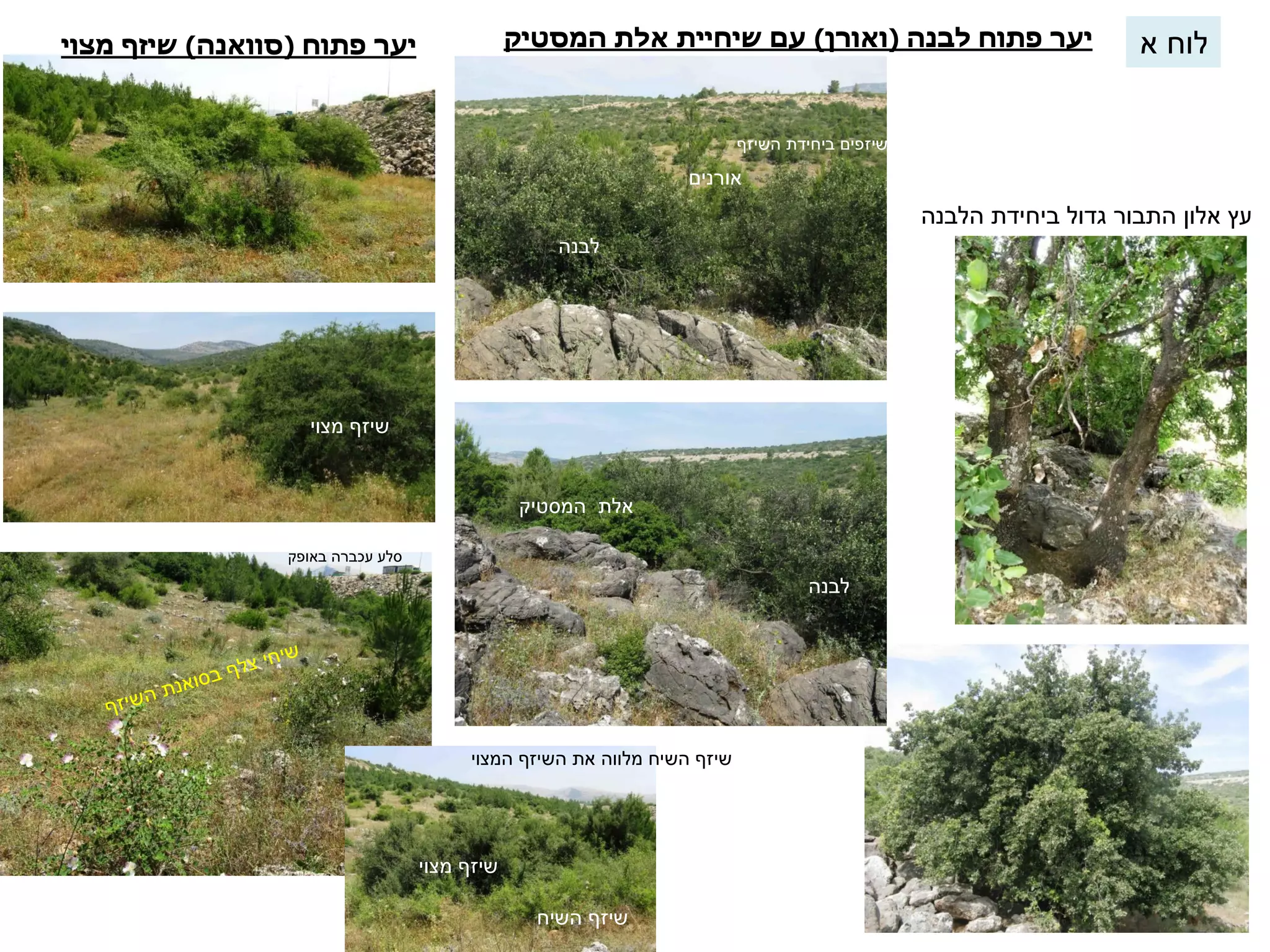 יער פתוח לבנה )ואורן( ע 
ם שיחיית אלת המסטיק יער פתוח )סוואנה( שיזף מצוי 
לבנה 
אלת המסטיק 
לבנה 
עץ אלון התבור גדול ביחידת הלבנה 
אורנים 
שיזפים ביחידת השיזף 
שיזף מצוי 
שיזף השיח 
שיזף מצוי 
שיזף השיח מלווה את השיזף המצוי 
סלע עכברה באופק 
לוח א 
 